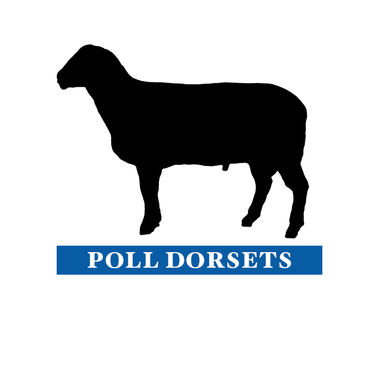 Moora Studs - Poll Dorsets